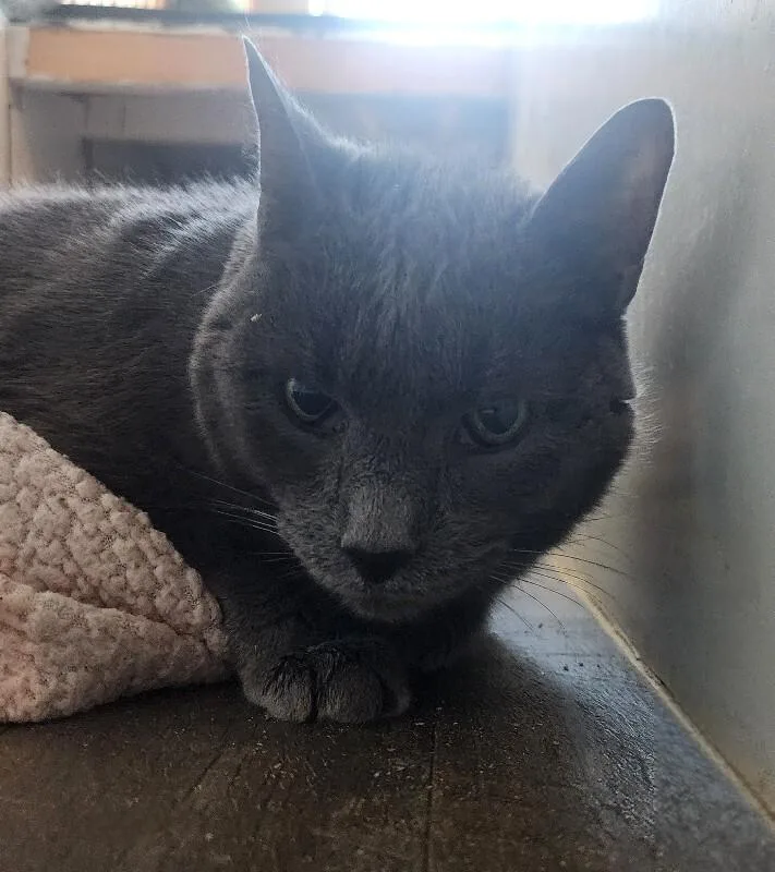 An adult medium-sized male Gray / Blue / Silver Domestic Short Hair cat named Elton for adoption in Grand Rapids, MI