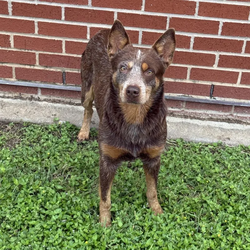 An adult medium-sized male Australian Cattle Dog / Blue Heeler dog named Cutter for adoption in Brenham, TX
