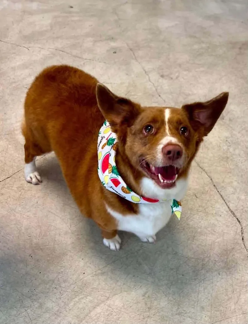 An adult medium-sized male Corgi dog named Honey for adoption in Walker, LA