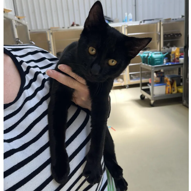 A baby medium-sized male Black Bombay cat named Sphynx for adoption in Clarksville, VA