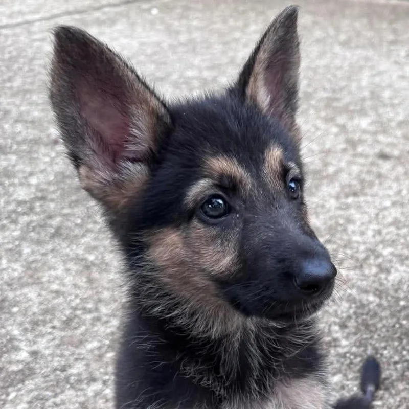 A baby large-sized female Sable German Shepherd Dog dog named Sasha for adoption in Farmersville, OH