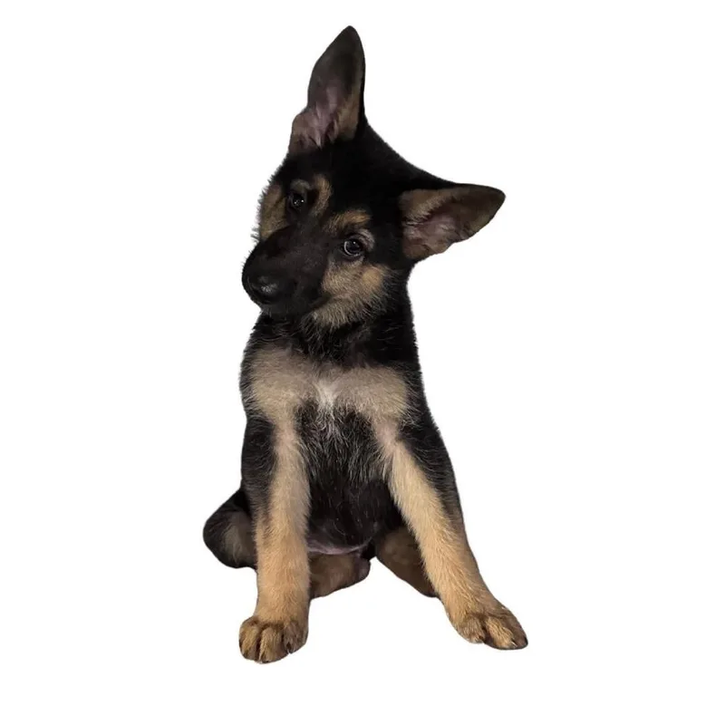 Sasha thumbnail 2