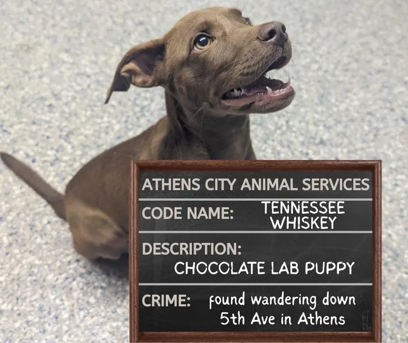A baby medium-sized male Labrador Retriever dog named Tennessee Whiskey for adoption in Athens, AL