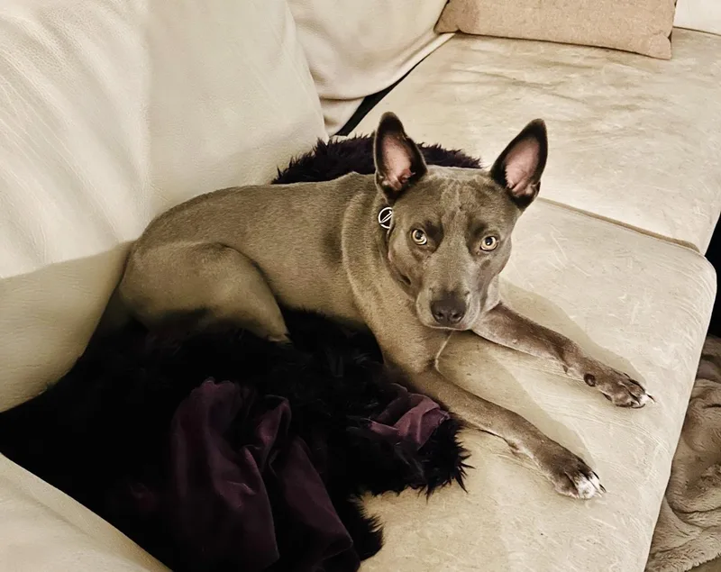 Peeps  Urgently Seeking thumbnail 2