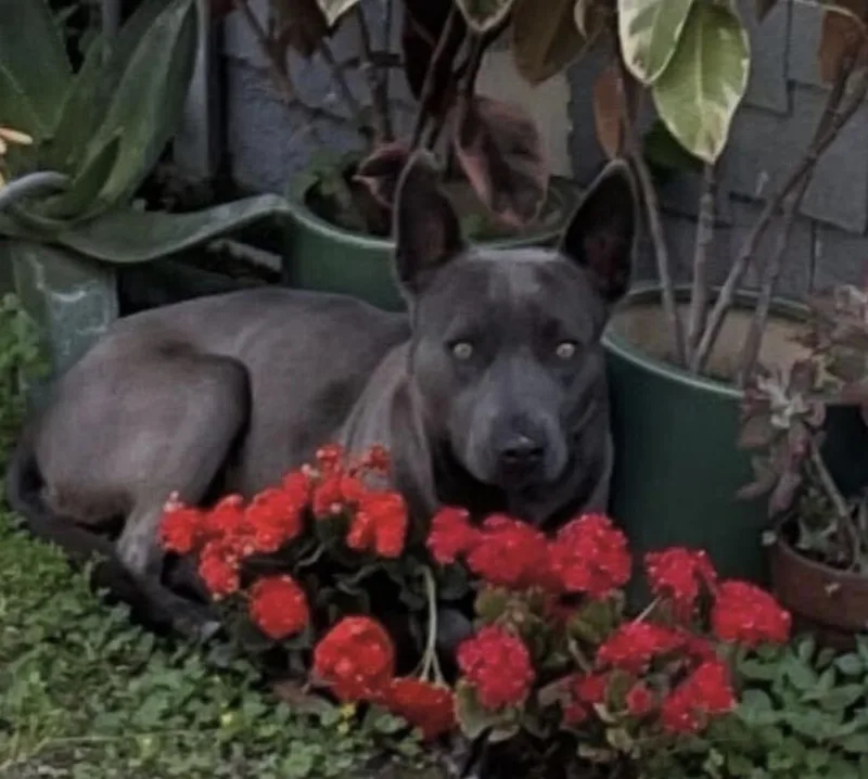 Peeps  Urgently Seeking