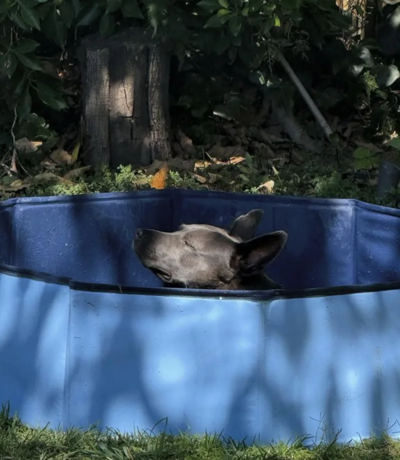 Peeps  Urgently Seeking thumbnail 3