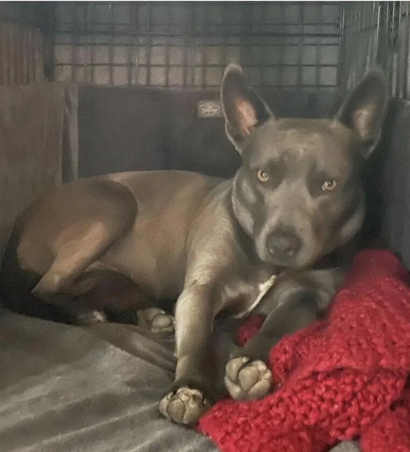 Peeps  Urgently Seeking thumbnail 4