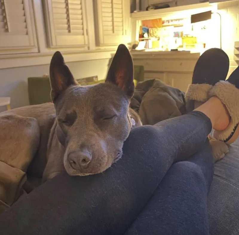 Peeps  Urgently Seeking thumbnail 5