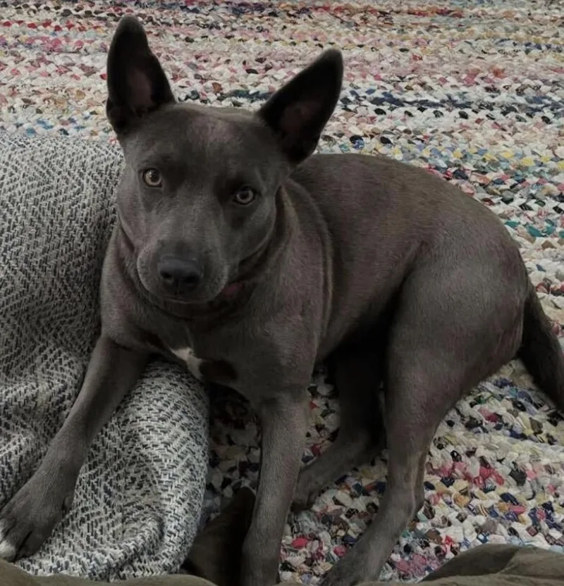 Peeps  Urgently Seeking thumbnail 6