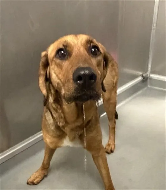 A young large-sized male Bloodhound dog named Cash for adoption in Ontario, CA