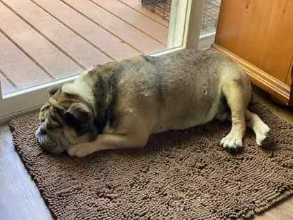 Joker Spades thumbnail 2