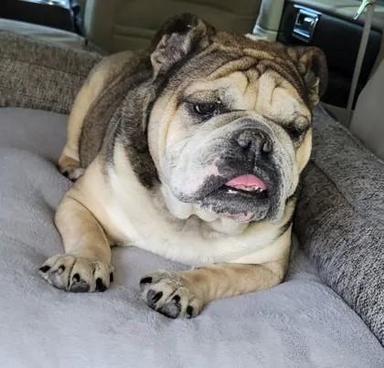 Joker Spades thumbnail 3