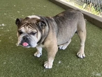 Joker Spades thumbnail 4