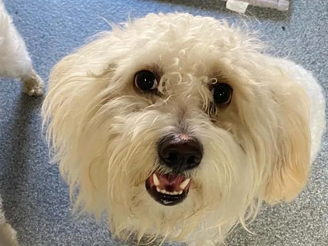 A young small-sized male Maltese dog named Max for adoption in Tustin, CA