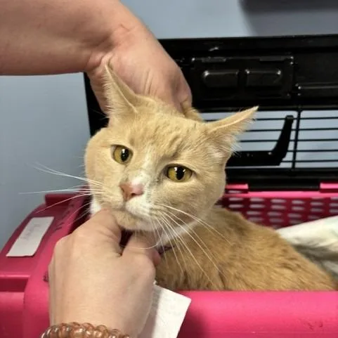An adult small-sized female Orange / Red Domestic Short Hair cat named Honey for adoption in St Joseph, MO