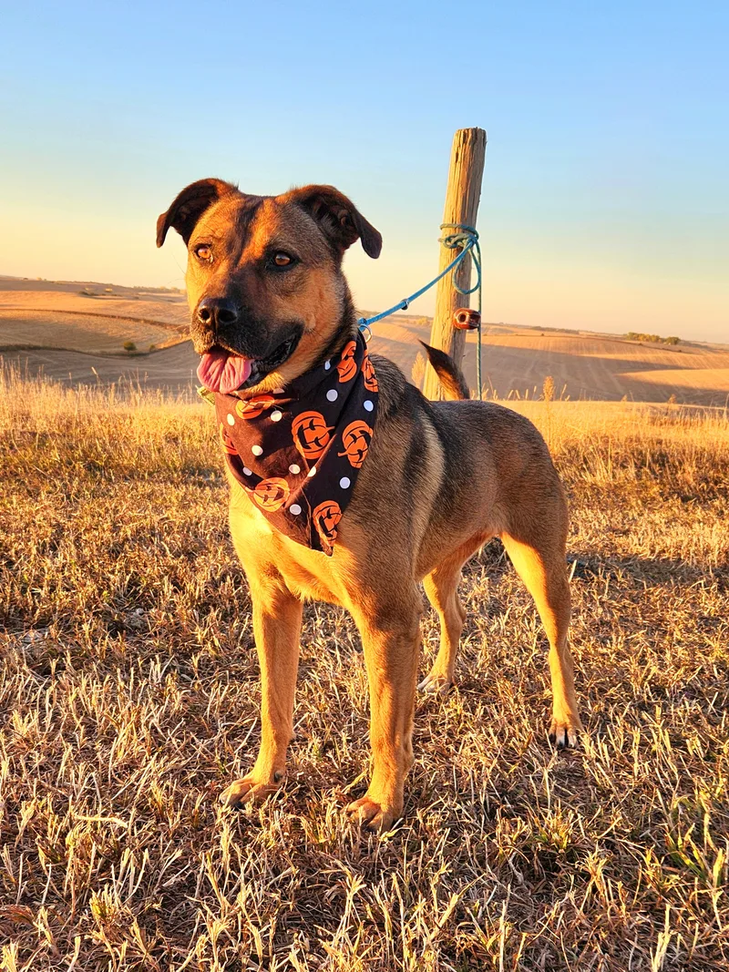 An adult medium-sized female Black German Shepherd Dog dog named Josie for adoption in Walthill, NE