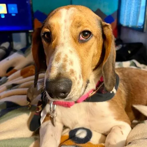 An adult medium-sized female Brown / Chocolate Basset Hound dog named Maple for adoption in St. Paul, MN