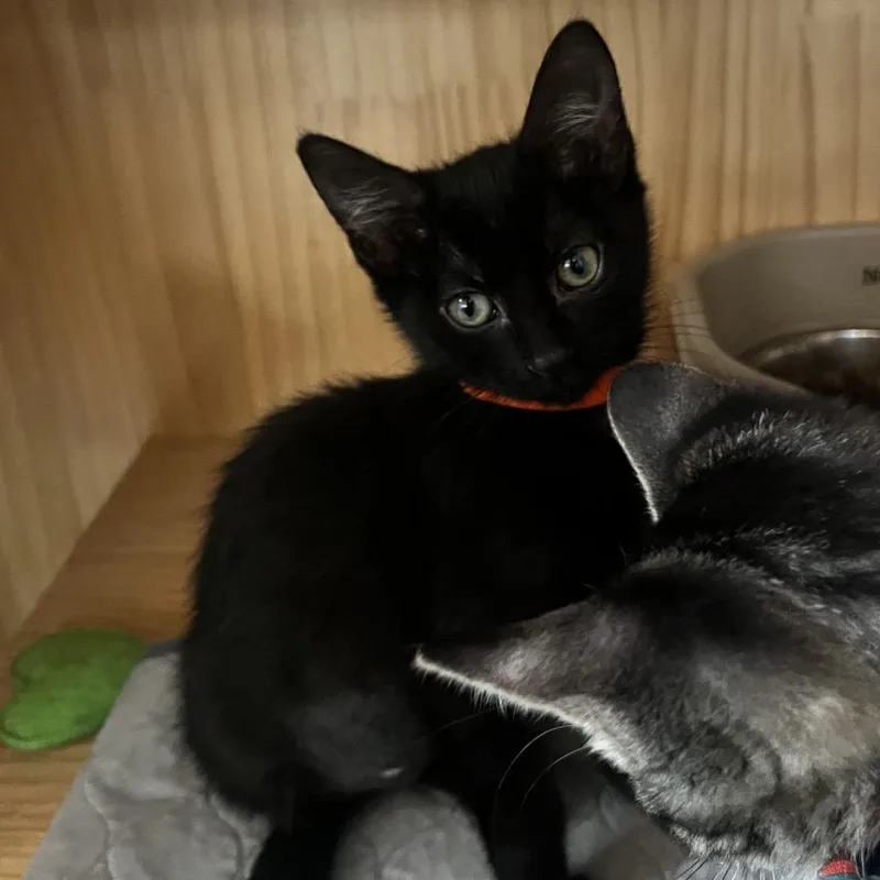 A baby small-sized female Black Domestic Short Hair cat named Icee for adoption in Yucca Valley, CA