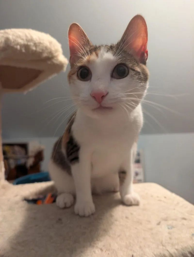 A young medium-sized female White Domestic Short Hair cat named Spring for adoption in Manhattan, KS