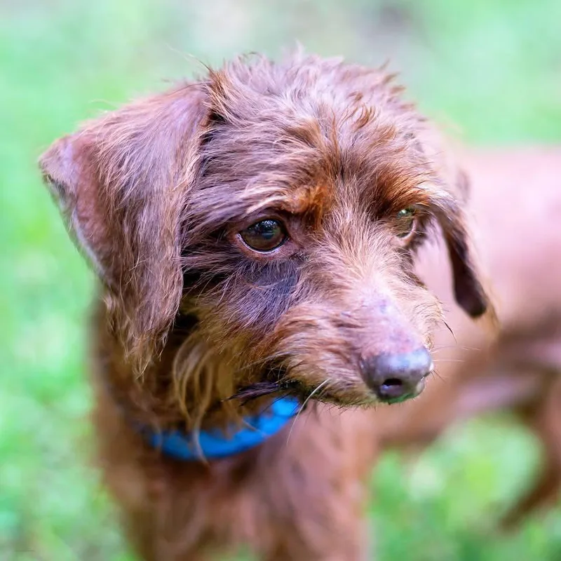 Chopstick thumbnail 2