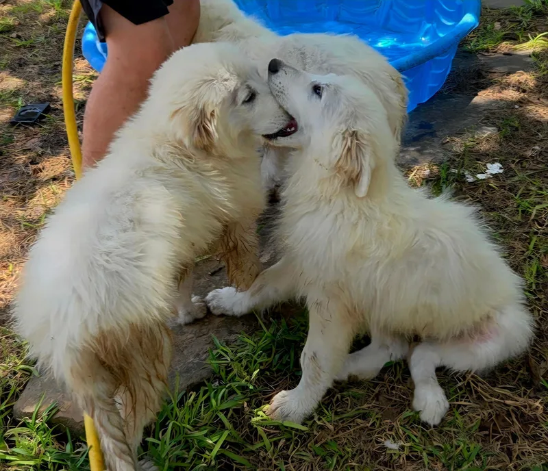 A baby extra large-sized male White / Cream Great Pyrenees dog named Red Sox for adoption in Kennebunk , ME