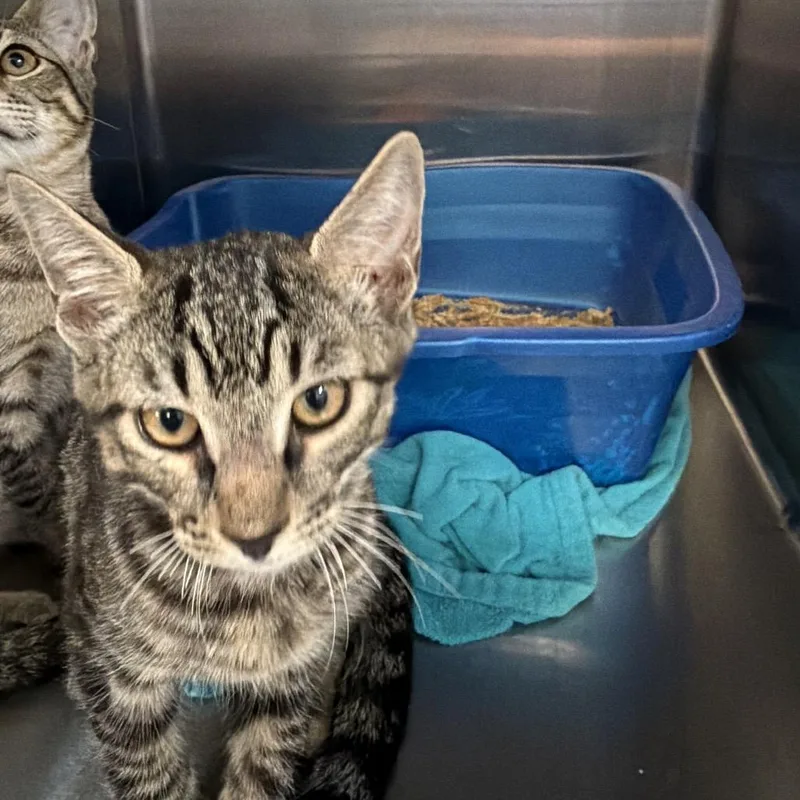 A baby small-sized female Brown / Chocolate Domestic Short Hair cat named Pia for adoption in Port Charlotte, FL