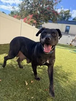An adult large-sized female Mixed Breed dog named Darla for adoption in Savannah, GA