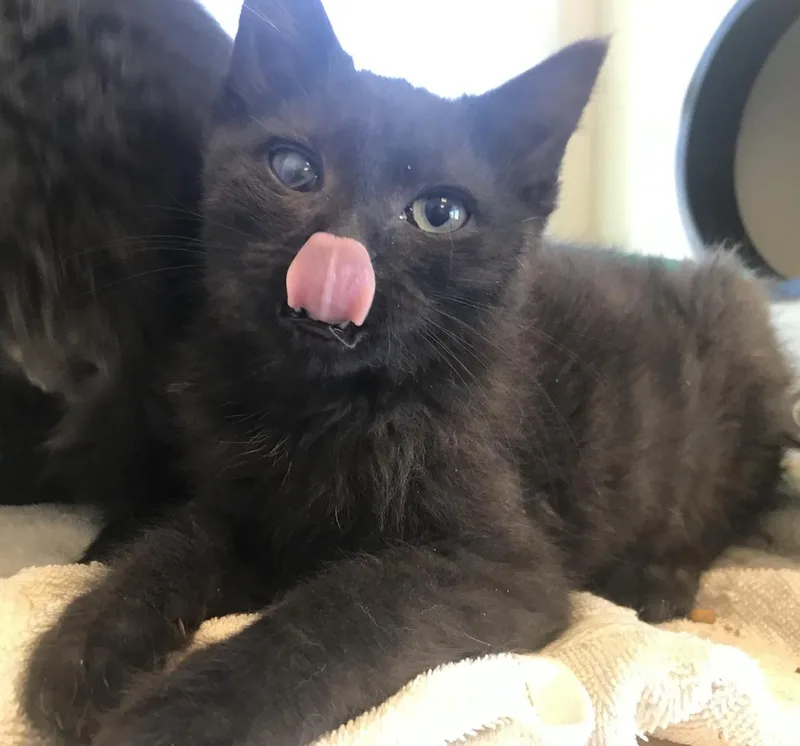 A young medium-sized male Black Domestic Medium Hair cat named Cricket for adoption in Buena Vista, CO