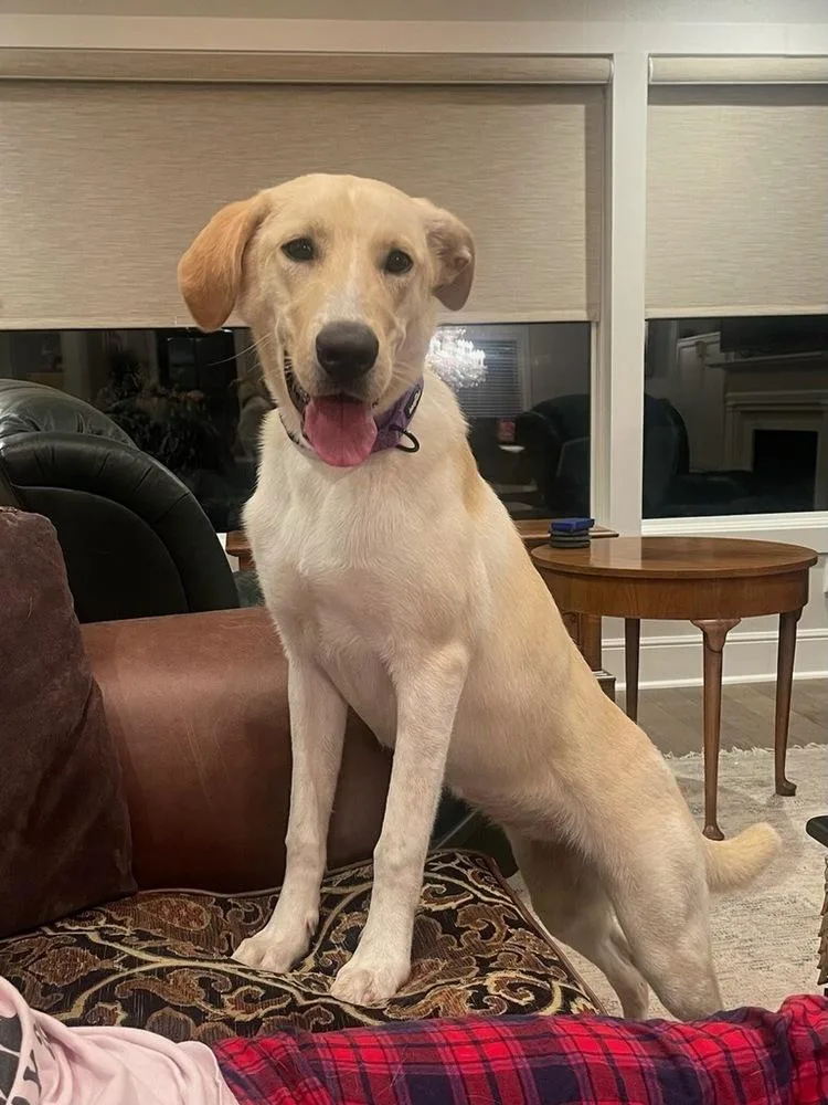 Campanale  Carrie thumbnail 4