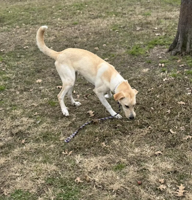 Campanale  Carrie thumbnail 5