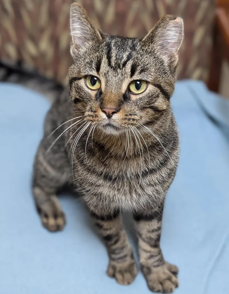 An adult medium-sized male Tabby (Brown / Chocolate) Domestic Short Hair cat named Jo Church for adoption in Jefferson, WI