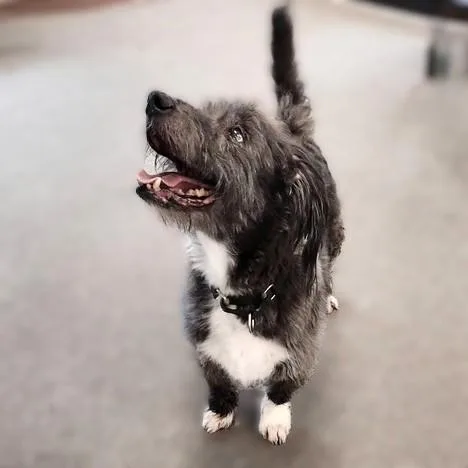 A senior medium-sized male Gray / Blue / Silver Basset Hound dog named Charlie for adoption in Long Beach, WA