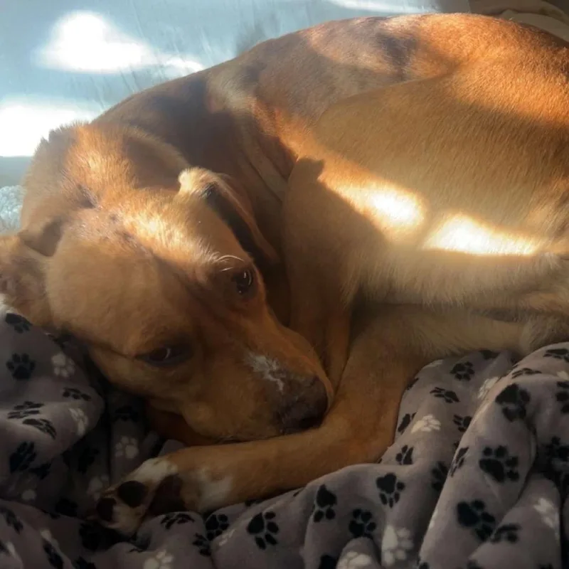An adult large-sized female Yellow / Tan / Blond / Fawn Mixed Breed dog named Nala for adoption in Columbiana, AL