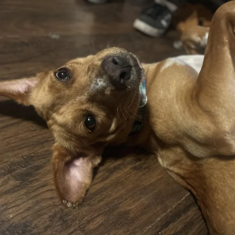 Nala thumbnail 2