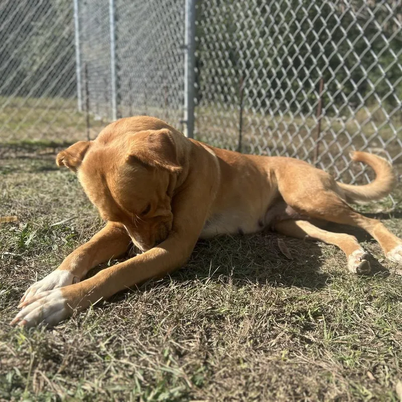 Nala thumbnail 5
