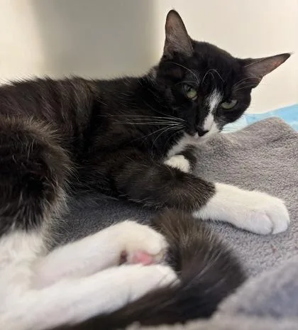 A baby small-sized female Domestic Short Hair cat named 893-26 for adoption in Cumming, GA