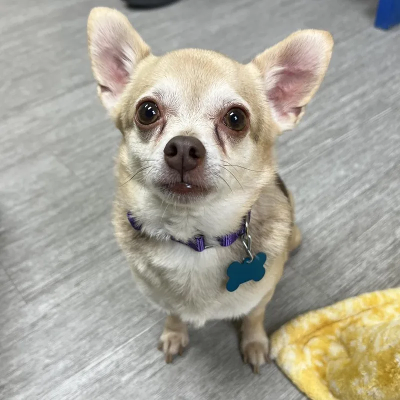 Peanut