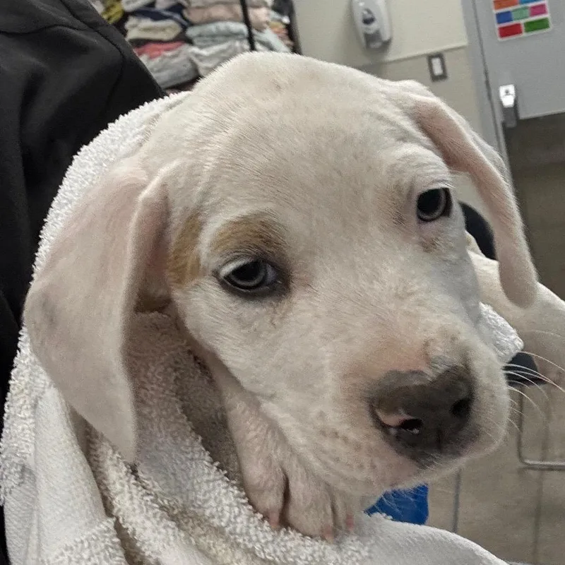 A baby small-sized female Mixed Breed dog named Wynonna for adoption in Las Cruces, NM