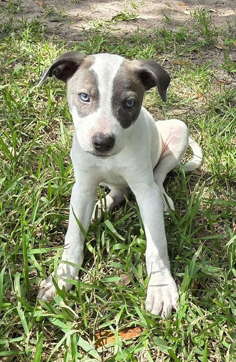 A baby large-sized female White / Cream Mixed Breed dog named Lily for adoption in Houston, TX