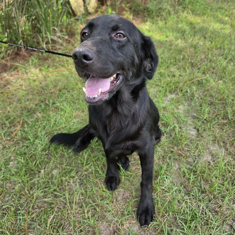 An adult medium-sized male Black Labrador Retriever dog named Boots for adoption in Foley, AL