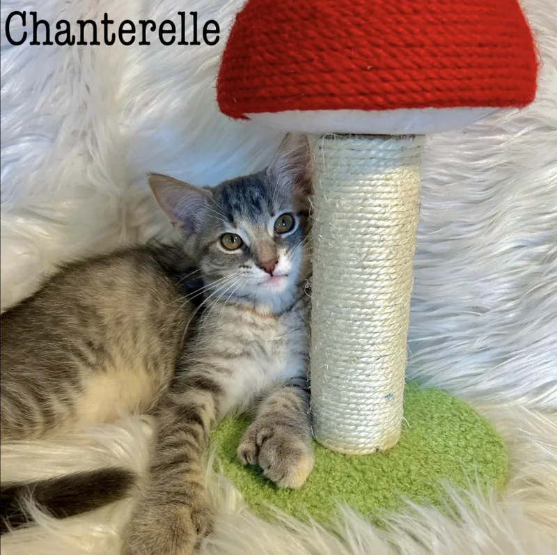 A baby medium-sized female Domestic Short Hair cat named Chanterelle for adoption in Rochester, NY