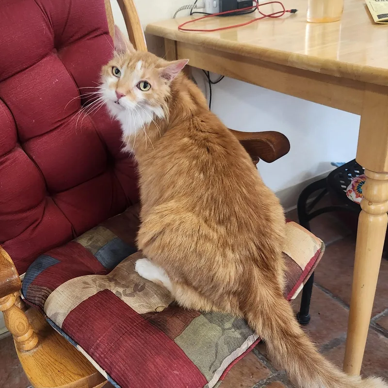A senior medium-sized female Orange & White Domestic Long Hair cat named Twinkle for adoption in Yarnell, AZ