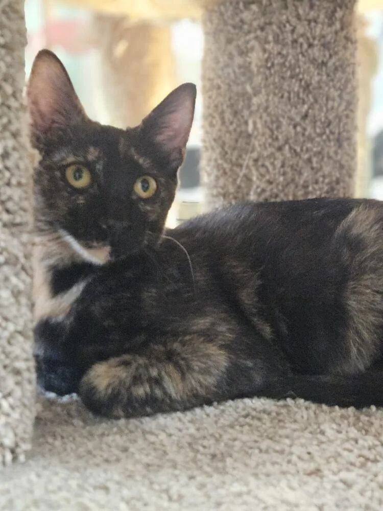 An adult small-sized female Domestic Short Hair cat named Mai Tai for adoption in San Leon, TX