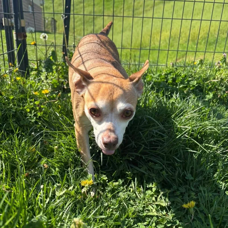 An adult small-sized female Yellow / Tan / Blond / Fawn Chihuahua dog named Gracie for adoption in Waynesboro, PA