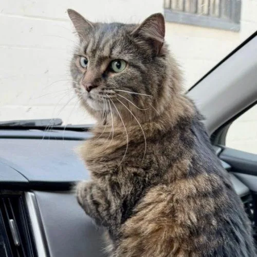 An adult medium-sized male Tabby (Brown / Chocolate) Maine Coon cat named Gus for adoption in Knoxville, TN