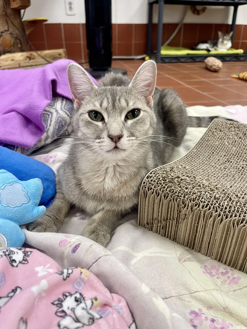 A young medium-sized female Domestic Short Hair cat named Anya for adoption in Battle Creek, MI