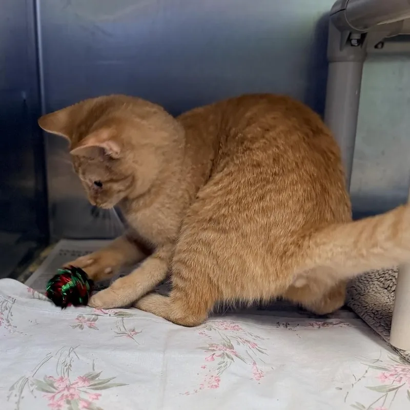 A baby medium-sized female Tabby (Orange / Red) Domestic Short Hair cat named Gouda for adoption in Columbus, OH