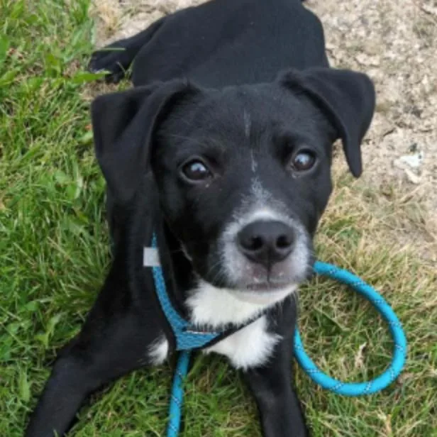A baby small-sized female Black Mixed Breed dog named Kahlo for adoption in Coralville, IA