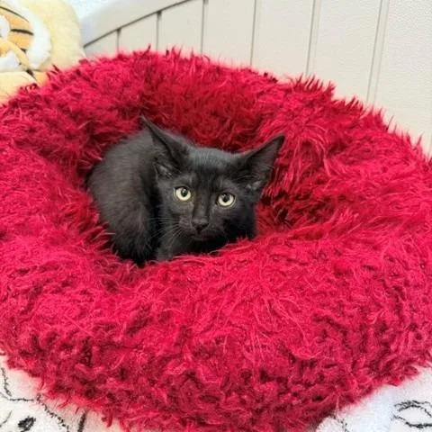 A baby small-sized male Black Domestic Short Hair cat named Jovi for adoption in Long Beach, CA