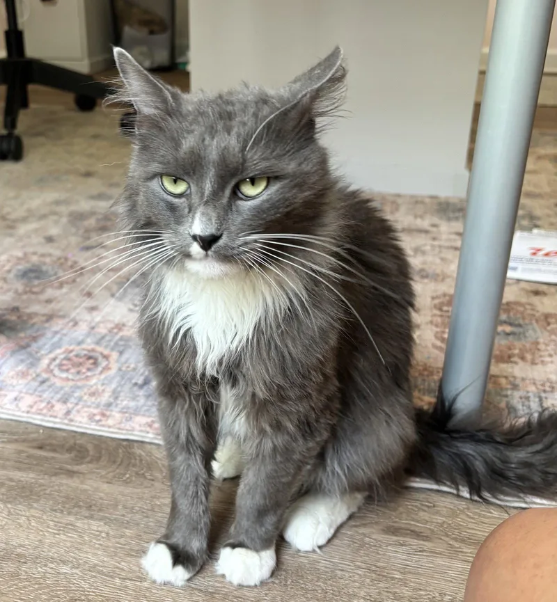 An adult medium-sized male Gray & White Domestic Medium Hair cat named Dickens for adoption in Buford, GA